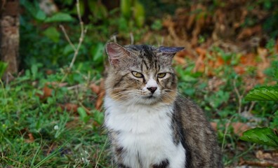 cute striped cat with an adorable face and looks sleepy