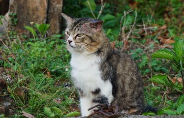 close up of a cute striped cat with a fierce looking face but still adorable