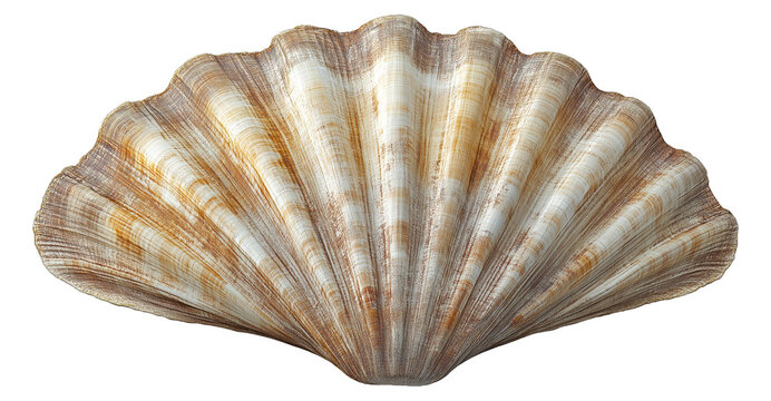 Textured scallop shell with natural brown and cream striations, isolated on transparent background