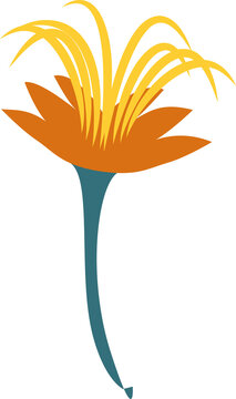 Fototapeta Flat-style flower is growing on clear background with teal stem, orange petals and yellow filaments