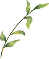 Painterly botanical branch is featuring green stem, leaves, orange buds, transparent background