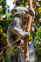 Obraz premium Koala Grasping