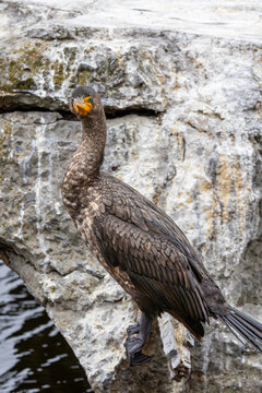 Sutro Baths Commorant