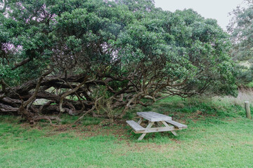 A weathered wooden picnic table is positioned beneath the sprawling, ancient branches of a large pohutukawa tree, offering a peaceful spot for rest. Tapapakanga Regional Park, Auckland, New Zealand