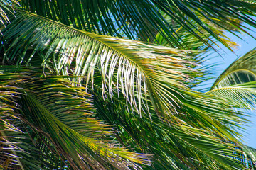 Tropical Beach