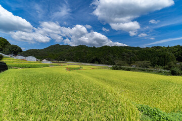 Harvest close of rice of paddy fields in countryside of Saga prefecture, JAPAN.