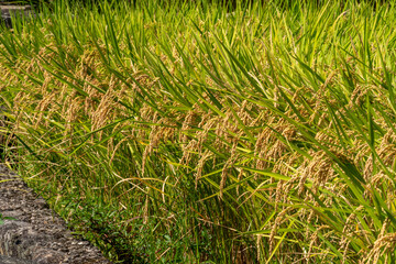 paddy field where rice is ripening near harvest in countryside of Fukuoka prefecture, JAPAN.