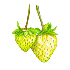 Sketchy hand drawn art of green unripe srawberry made by colored pencils