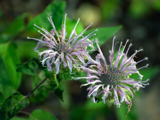 Close up of a pair of dead wildflowers.