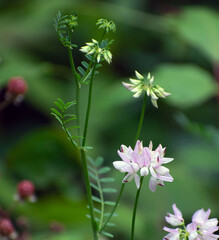 Close up of multiple wildflowers.