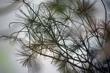 Pine branches reflected in a pond.