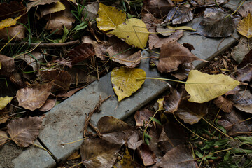 autumn leaves in the forest