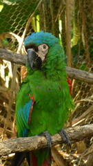 blue and yellow macaw ara
