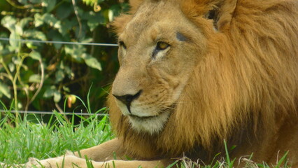lion in the grass