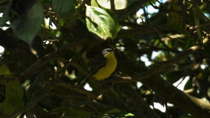 yellow billed hornbill © luisalfredo