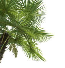 Trachycarpus fortunei Tree corner 4k png cutout