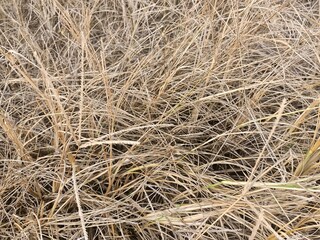 Aesthetic and unique dry grass background