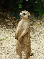 meerkat on guard