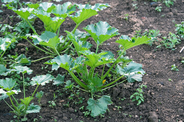 vegetable beds in the garden