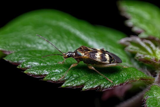 micro photo for acanthocephala on a leaf branch