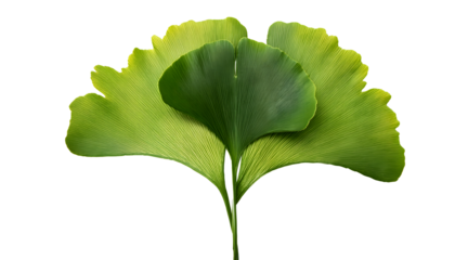 Close up ginkgo biloba fan shaped leathery in texture.