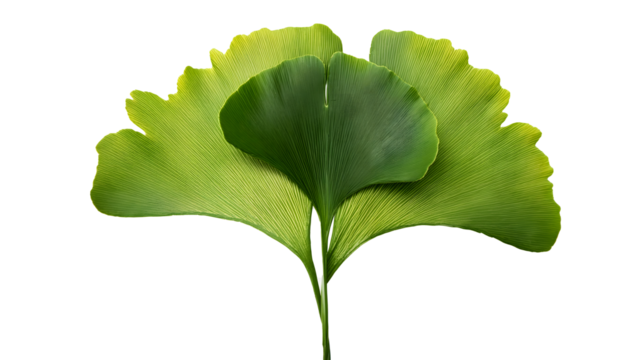 Close up ginkgo biloba fan shaped leathery in texture.