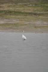 seagull on the water