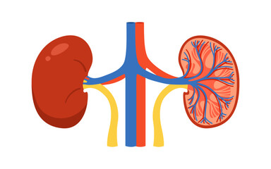 Human kidney in section and whole cartoon stylized vector illustration. Anatomical kidneys organ symbol on white background. Drawing human kidney for medical, childrens education simple style design