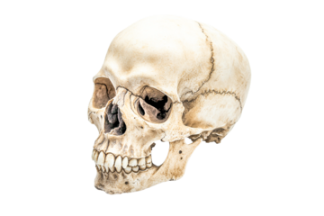 Human skull, three-quarter view, isolated on transparent background, showing detailed bone structure, teeth, and empty eye sockets, pale beige color, anatomical study.
