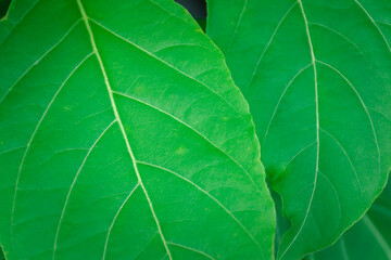 Greenery background, green color of nature plant and leaf environment greenery concept
