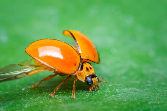 Macro of bug insect (Ladybug) orange and dot black color close up on the green leaf or leave in nature