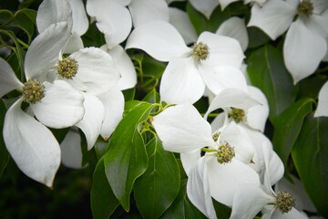 Close-up of White Dogwood Flowers