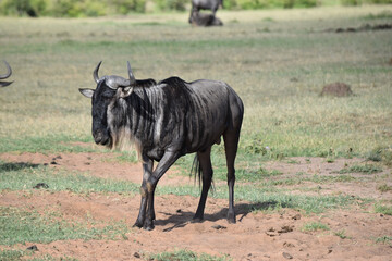 A wildebeest alone in Kenya