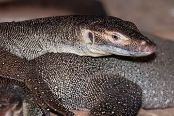 Merten's water monitor lizard Australia, somewhat of a portrait_20101216_04796
