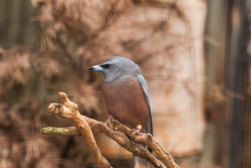  White-browed Woodswallow at the Featherdale Wildlife Park, Australia_20101216_04819.