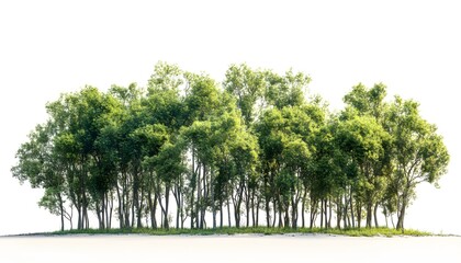 Lush green trees stand in a row against a white background.