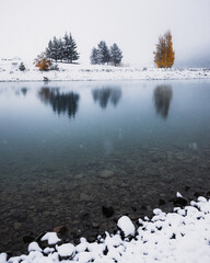 trees in the  snow on the edge of a lake