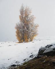 Autumn trees in a snowy landscape