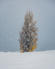 Autumn trees in a snowy landscape