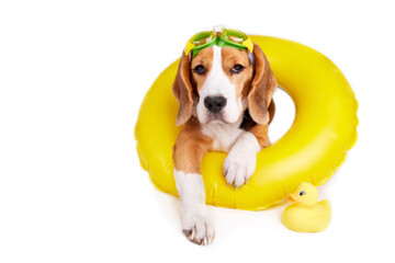 A beagle dog wearing swimming goggles and an inflatable floating circle