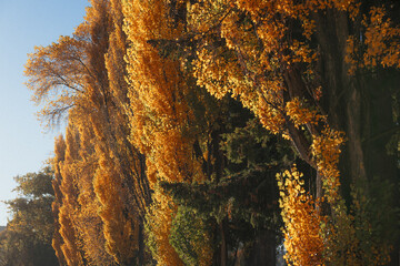 Bright yellow trees in the countryside in the peak of autumn in New Zealand.