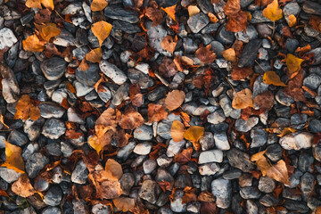 Autumn leaves on a stoney floor