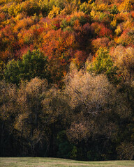 Multiple colors on a hillside of autumn trees