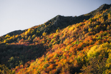 Multiple colors on a hillside of autumn trees