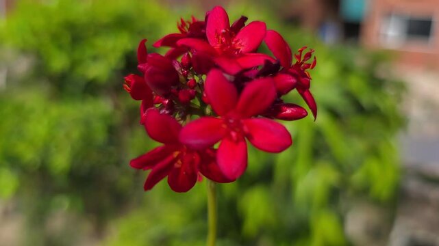  Jatropha integerrima Flower Swaying in the Wind &ndash; 120fps Slow Motion 4K Footage