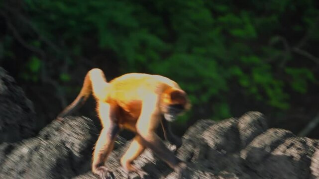 Costa Rica, Guanacaste Spider Monkey