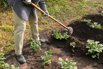 Farmer gardener Hilling potato young plant with hoe in ground rows on field on garden bed. Growing...