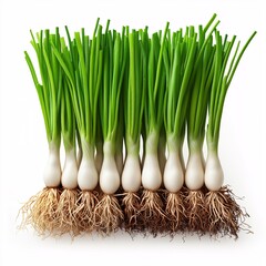 Farm Fresh Green Onions. Organic Culinary Herbs for Vibrant International Cuisine & Delicious Recipes