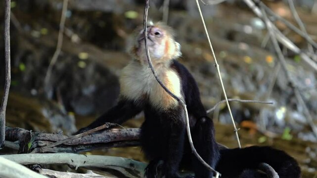 Costa Rica, Guanacaste White Faced Monkey