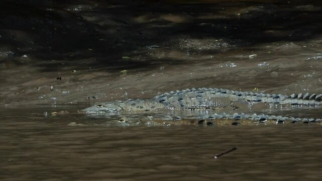Costa Rica, Guanacaste Crocodillo